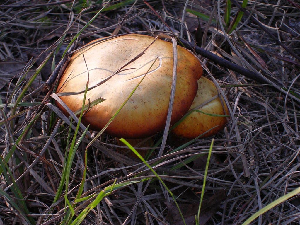 Img_2003-11-21 15.10.39