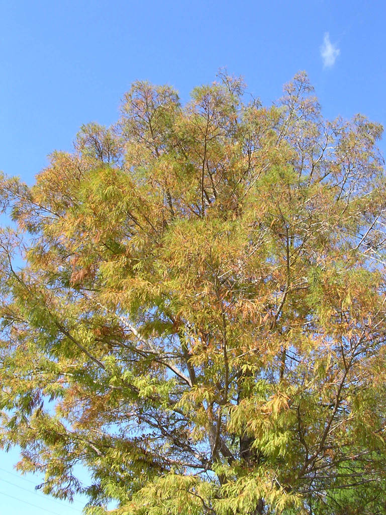 Img_2003-11-21 15.10.39